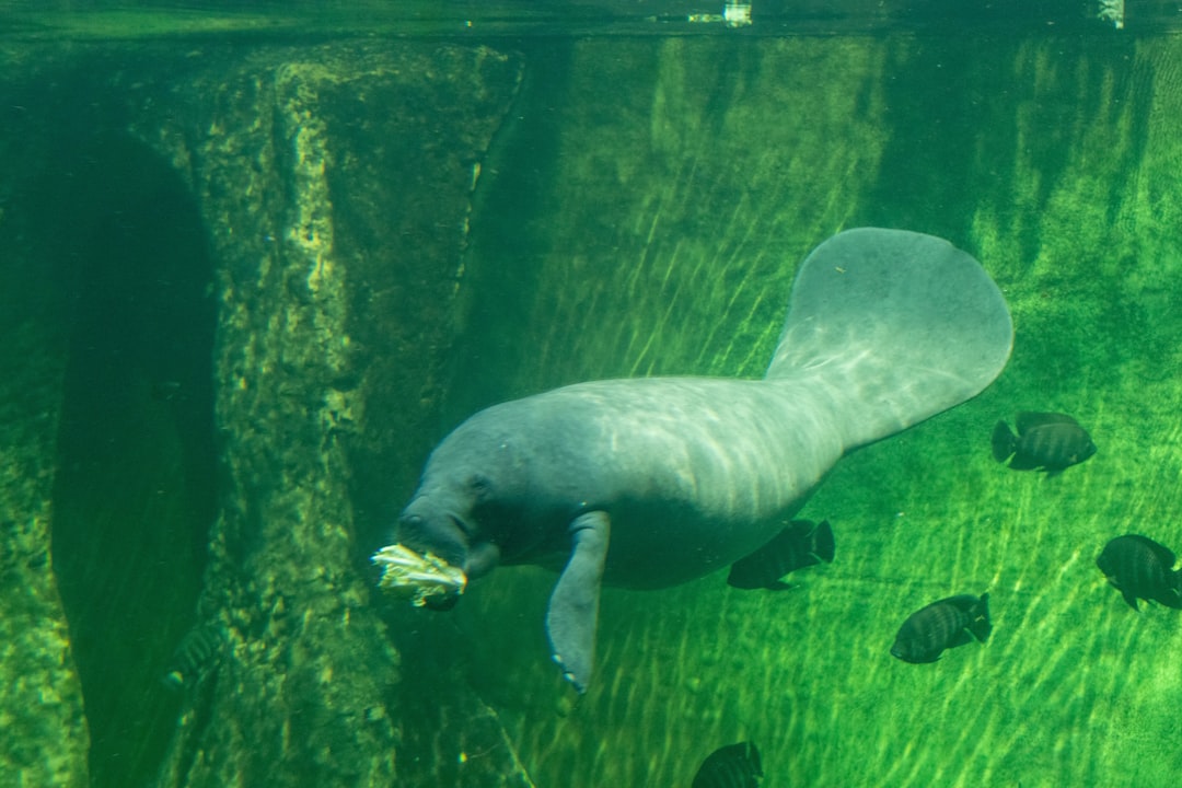 Exploring Manatee Conservation at Observation and Education Center